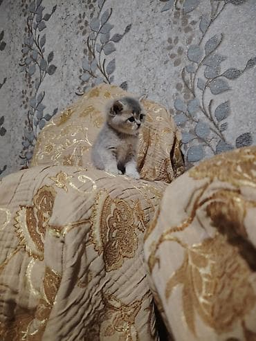 Аквариумные аксессуары и принадлежности: Шотландская, Самец, В добрые руки — 3