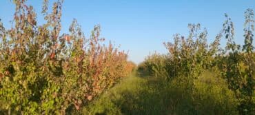 çiya toxumunu hardan almaq olar: Meyvə bağı – müxtəlif növ məhsuldar ağaclar - Böyük sahədə sıralarla — 3