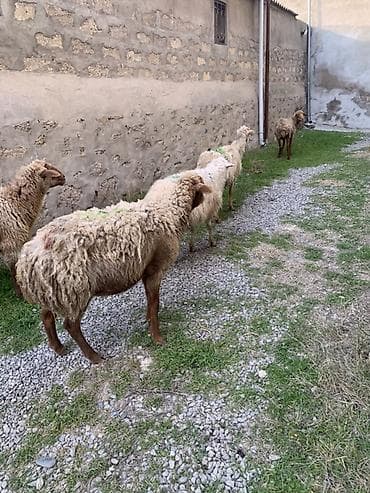 tap az ucuz qoyunlar: Boğaz qoyunlar satılır münasib qiymətə ətraflı zəng edin — 3