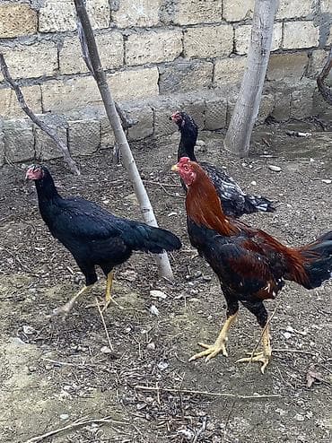 sultan toyuqlar: Toyuq, Damazlıq, Ödənişli çatdırılma — 1