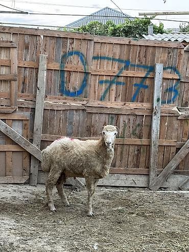 it bazari 2018: Quzu, Erkək, ay: 8, 33 kq, Ətlik, Ünvandan götürmə, Ödənişli çatdırılma — 3