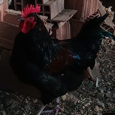 купить кролика в баку: Saf qan xətləri olan qara xalli xoruzlar - Rəng: dərin qara, günəşdə — 6