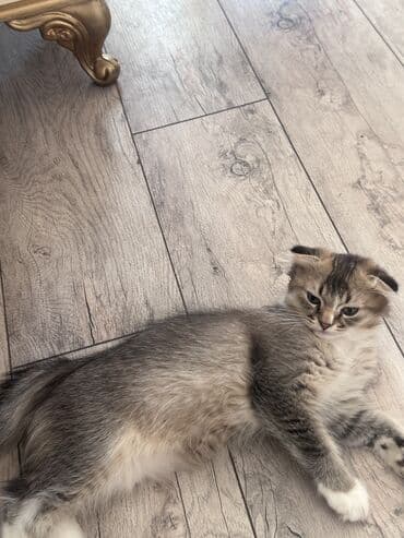 котят в добрые руки: Şinşilla, Erkək, Yaxşı əllərə, Ünvandan götürmə — 3
