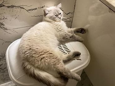 Животные: Британская, Самец, Для вязки, Самовывоз, Платная доставка — 3