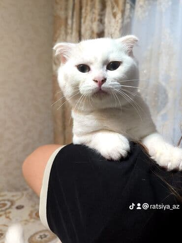 шотландские вислоухие коты: Şotland — 2