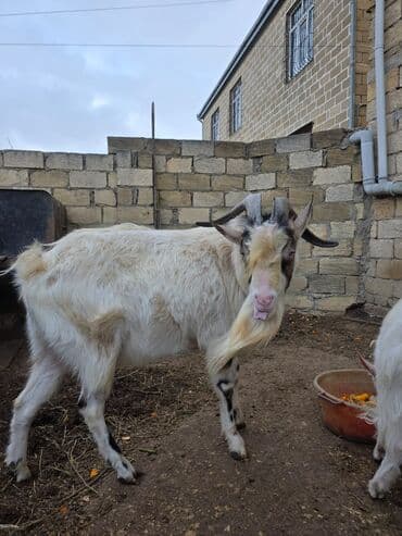 Ножи: Satılır: erkək keçi - Cins: saanen - Yaş: 2 Şəkillərdə heyvanın real — 1