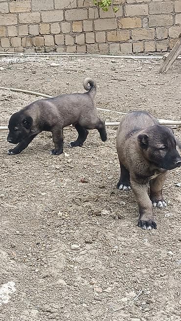 bala itler: Boz rəng tonlarında, güclü bədən quruluşlu çoban iti balaları. Qalın — 3