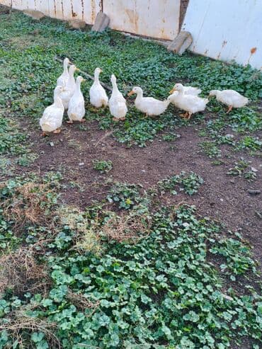 Gəmiricilər: Sağlamdır — 4