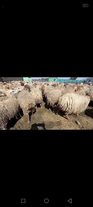 arı pətəyi satışı: Sürü satılır. barterdə mümkündü — 1