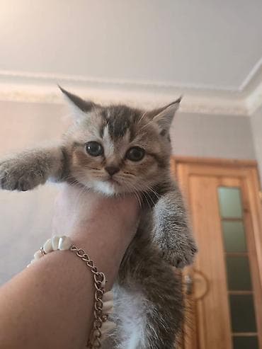 pişik 50 azn: Britan — 4