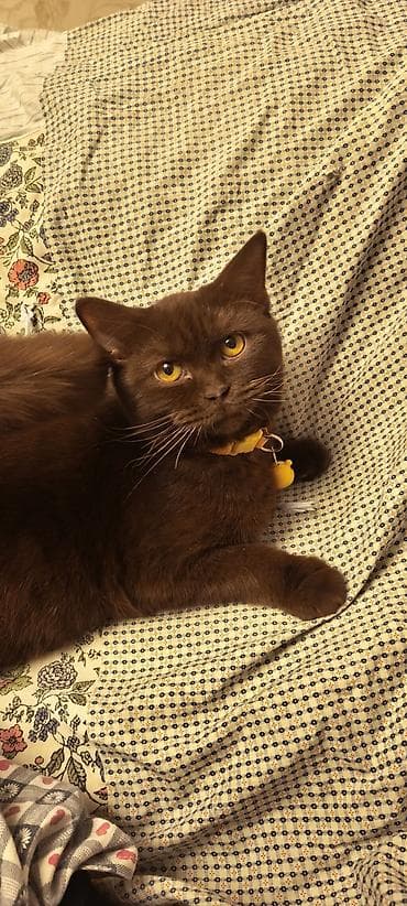 K/t heyvanları və malları: Britan — 1