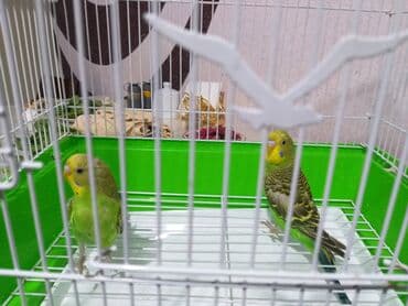 jako tutuquşusunun digər adı: Quşlar 10azn.akiv saglamdilar — 8