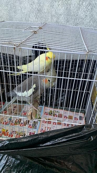 akvarium baliqlari qizil baliq: 6 eded korelladi hamsi saglam heyvadir isdyen ülaqe saxlaya bilere — 2