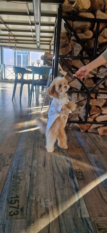 kanqal balası: 2 ay, Erkek, Peyvəndli, Ünvandan götürmə — 8