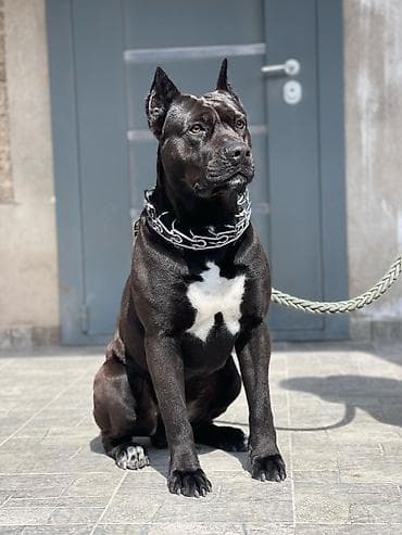 it ucun boyunbagi: Kane-Korso, 3 il, Erkek, Cütləşmə üçün, Pulsuz çatdırılma — 2