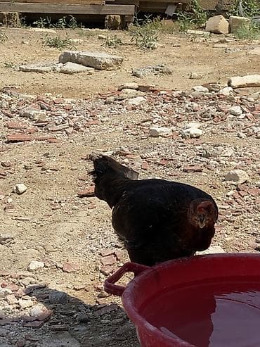 qara toyuq sortu: Toyuq, Damazlıq — 3
