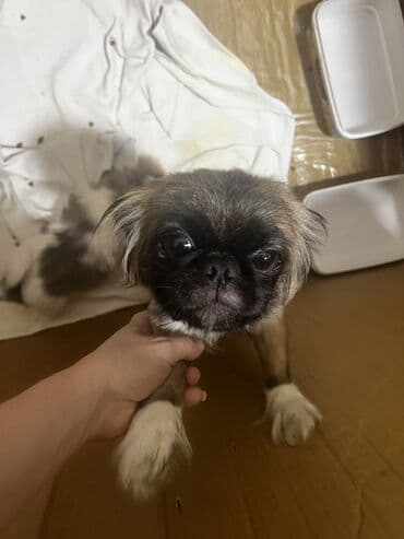 переноска для животных: Пекинес, 1 месяц, Самка, С прививками, Самовывоз — 3