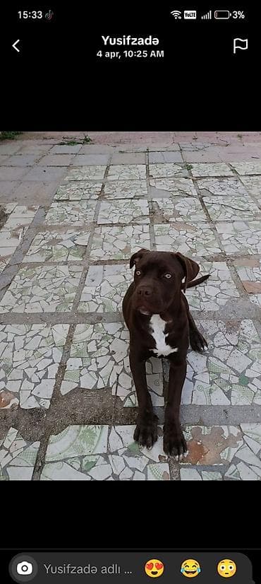 tula it: 3 ay, Dişi, Pulsuz çatdırılma — 2