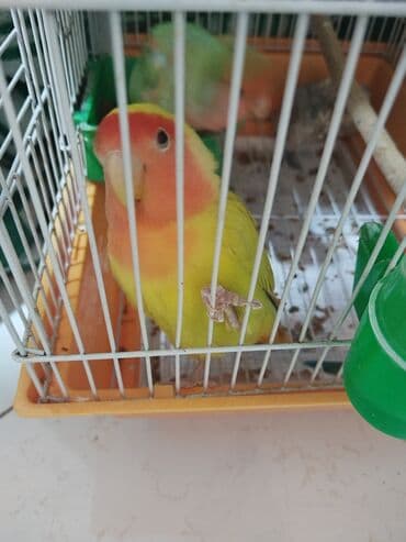 quş yuvasi: Hazir cütdü qefesi, yuvasiyem qabis, su qabi hamisi bir yerde — 2