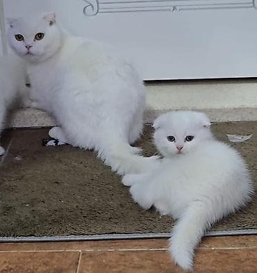 pişik boz: Britan yastı qulaq — 5