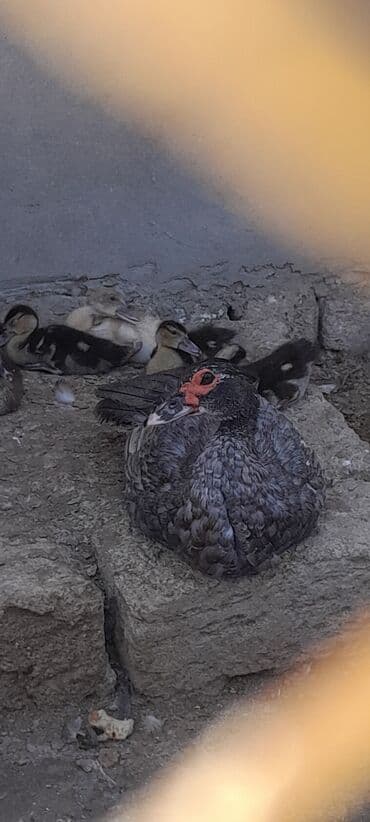 ruan ordək: Muscovy ördəkləri (indo-ördəklər) – müxtəlif rənglərdə sürü - — 4