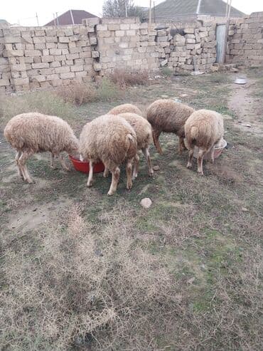 Quşlar: Hamisi birliyde satilir 6 dene erkey quzudu qiyet 1600 unvan Baki 099 — 4