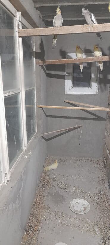 Korella Xoruz Fərə 1 ədədi 25 azn tam sağlam 4ədədi satılır bir