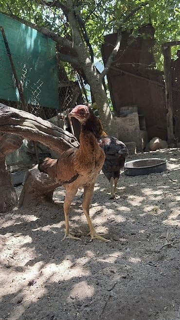 Cücələr: Toyuq cücələri, Damazlıq — 3