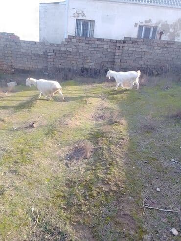 ZİL: Cütü 630 manata keçiler satılır istəyən olsa yazsın video sun atım — 9