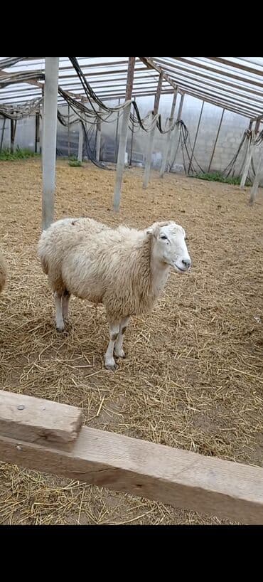 bala qazlar: Dişi, Qala, il: 1, 50 kq, Damazlıq, Ünvandan götürmə — 4