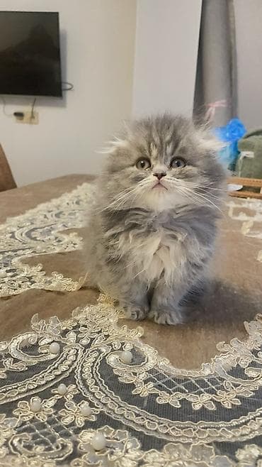 Şotland uzun tüklü, Dişi, Yaxşı əllərə, Ünvandan götürmə, Ödənişli çatdırılma