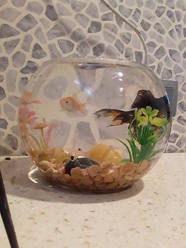 akvarium balaca: Şüşə akvarium dəsti - Dairəvi, şəffaf şüşə akvarium (balaca ölçülü — 1