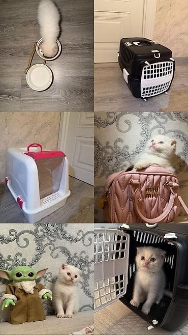 pişik eşyaları: Britan — 1