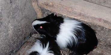 морские свинки купить: Xamyak. Morskaya svinka. Uzun tüklü, qara və ağ rəngli dəniz donuzu — 1