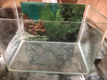 Akvariumlar: Şüşə akvarium - Material: şəffaf qalın şüşə, düz kənarlı konstruksiya — 4