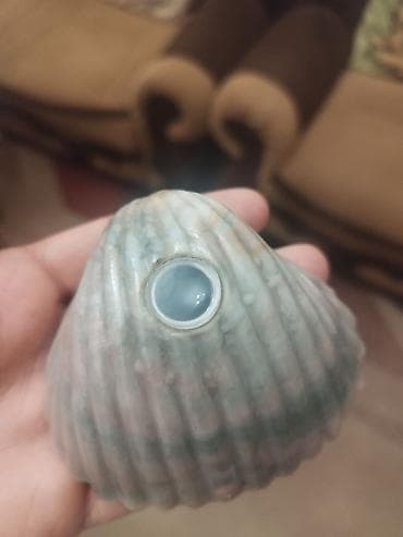 Статуэтки: Məhsul: Dəniz midyası formalı suvenir “şell-visor” (gözlükçəkli foto — 2