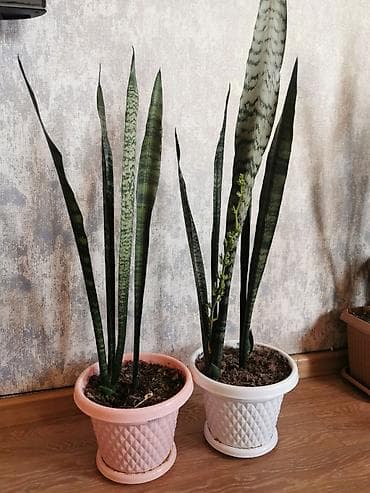 ev gulleri sekilleri: Sansevieria - bol oksigen verir, otağın havasını təmizləyir. Uşaq — 2