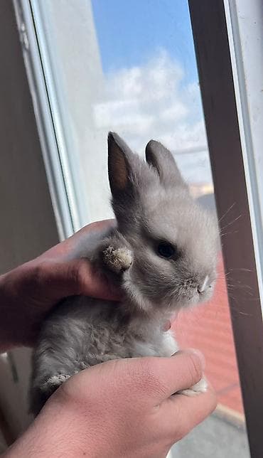 Akvariumlar: 🐰Dekorativ Lionhead bala dovsanlar 1 ayliq saglam, aktiv ve cox sirin — 5