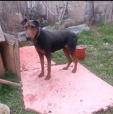 Doberman, 2 il, Dişi, Peyvəndli, Ünvandan götürmə lalafo.az -da Doberman, 2 il, Dişi, Peyvəndli, Ünvandan götürmə