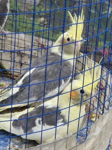 quş qəfəs: Korlla saglam quslardi cutu 70manat unvan genclik
qefesiz satilir — 2