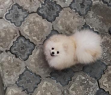 alabaý itleri: Şpitz, 1 il, Erkek, Peyvəndli — 5