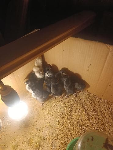 brama toyuqlari satisi: 🐥 QARA AUSTRALORP CÜCƏLƏR SATILIR! Sağlam və keyfiyyətli Australorp — 2