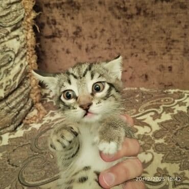 купить котенка бесплатно: В добрые руки — 7