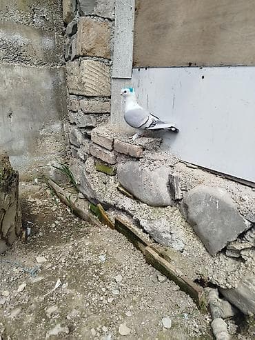 göyərçinler: Super bala veren qizgin maya hünlari.quyrugu lenti bogazinin zınqırovu — 4