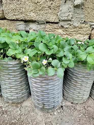 Çiyələk fidanları – dibçəkdə əkilmiş, sağlam kök sistemi il. - Növ