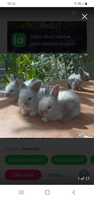 dovşan qefesi: Dovşanlar — 1