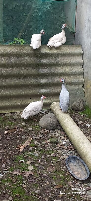 at yəhər: Toyuq, Damazlıq — 3