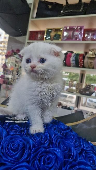 Şotland yastı qulaq