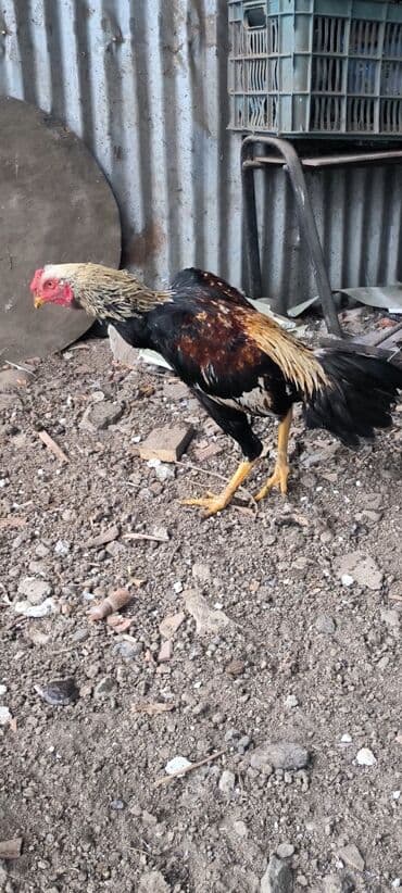 Сельхоз птицы: Salam hyrati beçesi satilir 6 ayliqdir cinsdir temiz qandir yaşini — 3