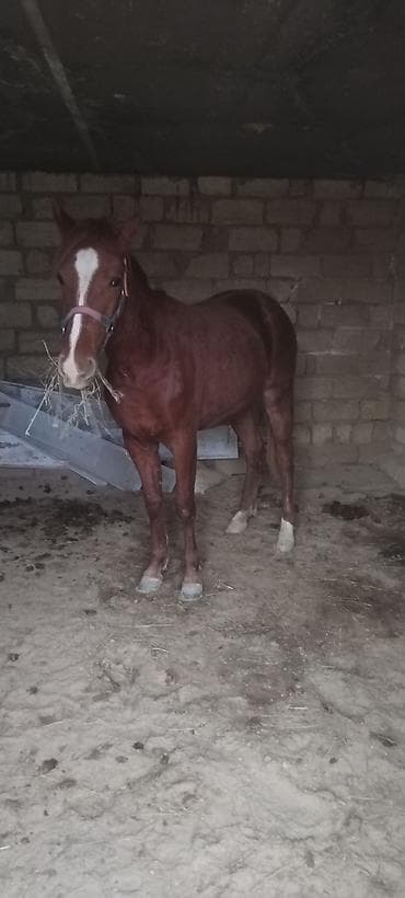 cins heyvanlar: Qırmızı-kəhvəyi rəngdə, alınında və burun xəttində ağ zolağı olan — 2